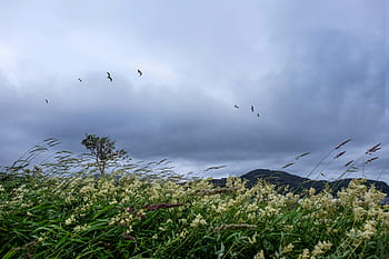 yellow flowering plant, yellow, flowers, plant, trees, birds, clouds, sky, large group of animals, flock of birds, flying