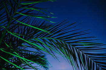 照らされたヤシの木、 照らされた、 ヤシの木、 抽象、 緑、 自然、 葉、 照明、 夜、 色、 熱帯