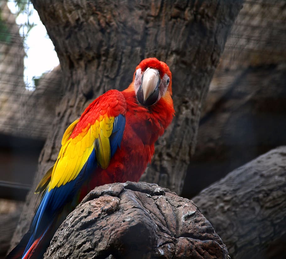 parrot, bird, papużka, pet, ara, wings, beak, animal, zoo, nature, closeup
