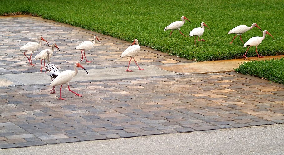 flock, white, long-beaked birds, grounds, beak, birds, ibis, group, feathers, wings, wading