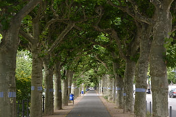 parco, alberi, sentiero, strada, vuoto, città, urbano, marciapiede, albero, all'aperto, viaggio