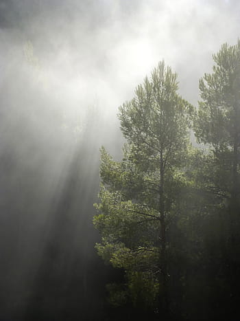 dva, zelená, listy stromů, les, mlha, sluneční paprsek, chiaroscuro, podsvícení, strom, Příroda, nikdo