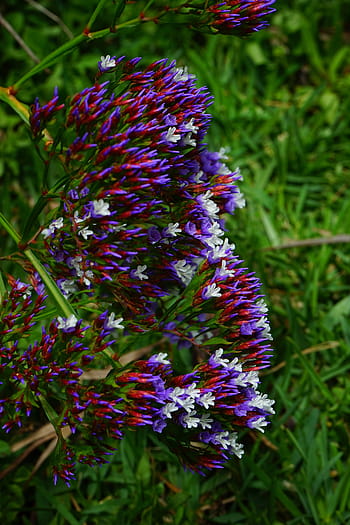 okřídlený pláž lilac, květ, načervenalé, modrý, fialový, bílý, limonium sinuatum, pláž lilac, limonium, rostliny s kořeny, plumbaginaceae