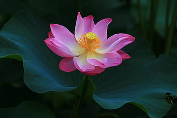 pink, lotus flower, selective, focus photography, gorgeous beautiful, lotus, huashan, flower, petal, nature, pink color