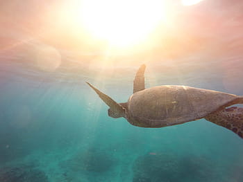 brown, turtle, body, water, photography, gray, underwater, sea, reptile, aquatic, animal