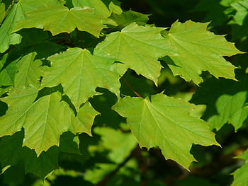 javor, javorové listy, list, strom, zelená, světlo, acer platanoidy, jehly list javor, slunce, osvětlit, listnatý strom