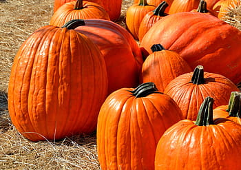 orange græskar, græskar, halloween, efterår, halloween græskar, orange, ferie, oktober, sæson, jack-o-lanterne, rædsel