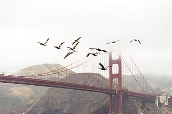 flock, bird, flying, cable bridge, birds, bridge, flight, golden gate bridge, landscape, mountains, nature