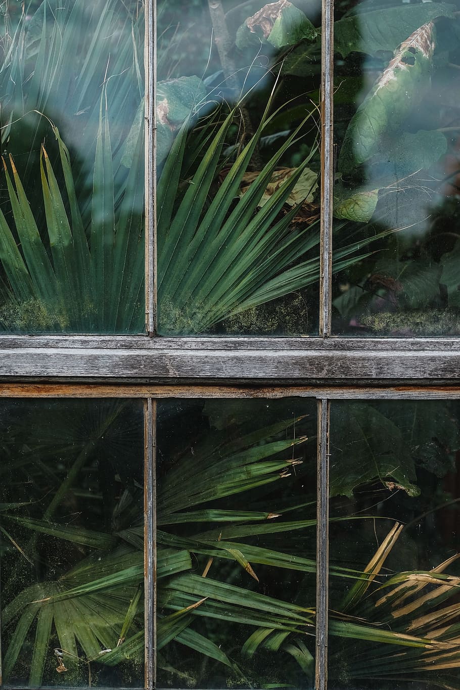 window, shield, glass, green, plants, nature