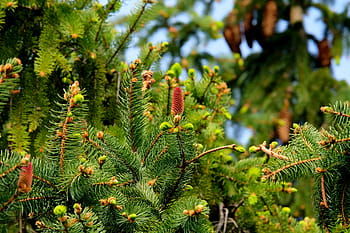 fir tree, closeup, photography, fir, christmas tree, tree, nature, fir needle, fir green, green, tannenzweig
