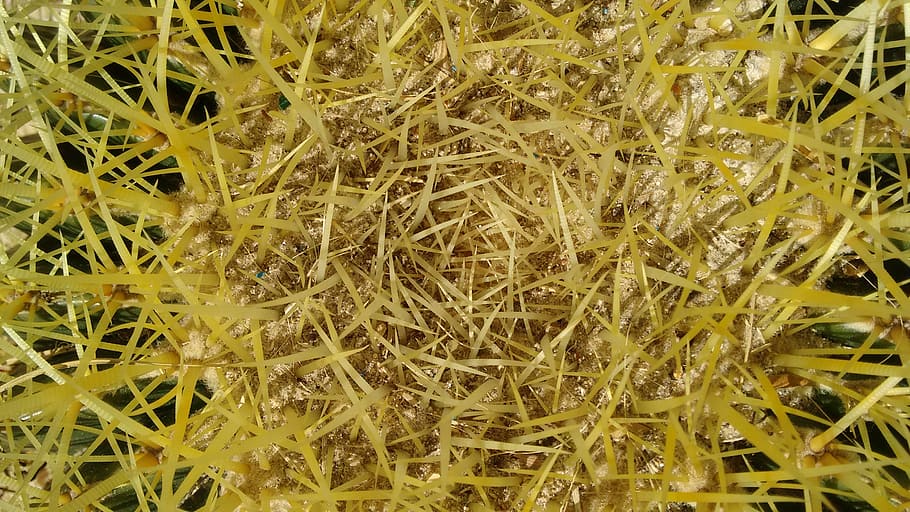 kaktus, rostlina, sukulentní, trny, pouštní rostlina, zelená, textury trny, Příroda, poušť