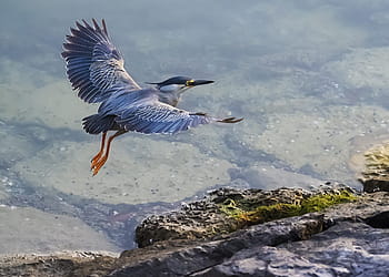heron, striated, green, mangrove, bird, nature, wildlife, animal, water, beak, wild