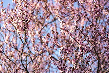 flores de primavera rosadas, rosa, flores de primavera, flores, flora, cielo azul, floreciente, primavera, flor, ramita, rama