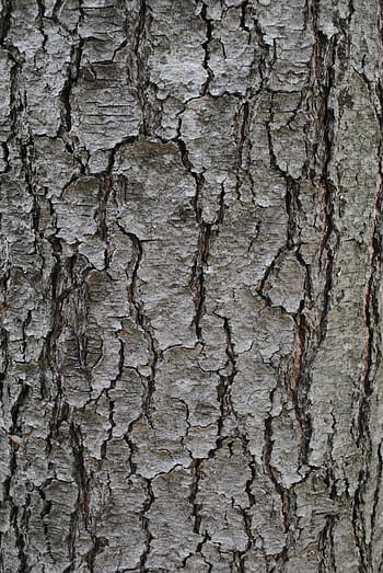 textura, corteza de árbol, tronco, gris, texturizado, fondos, áspero, agrietado, fotograma completo, primer plano, árbol