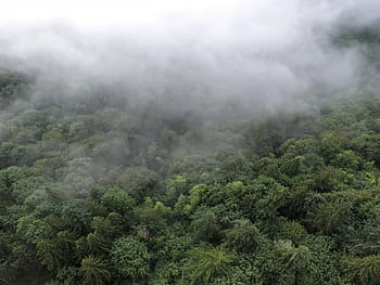 alberi, rivestito, nebbie, natura, paesaggio, boschi, foresta, le foglie, verde, montagna, nebbia