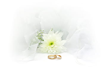 wedding, rings, marry, gold, jewellery, romance, deco, white, flowers, background, green