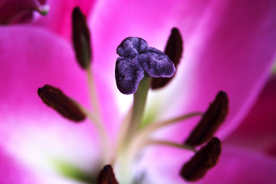flower, close up, pink, petal, stigma, floral, macro, bloom, anther, colorful