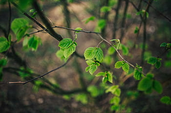 primer plano, verde, hojas, árboles, rama, primeros planos