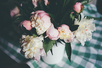 shallow, focus photography, white, pink, flowers, focus, photography, flower, plant, petal, roses
