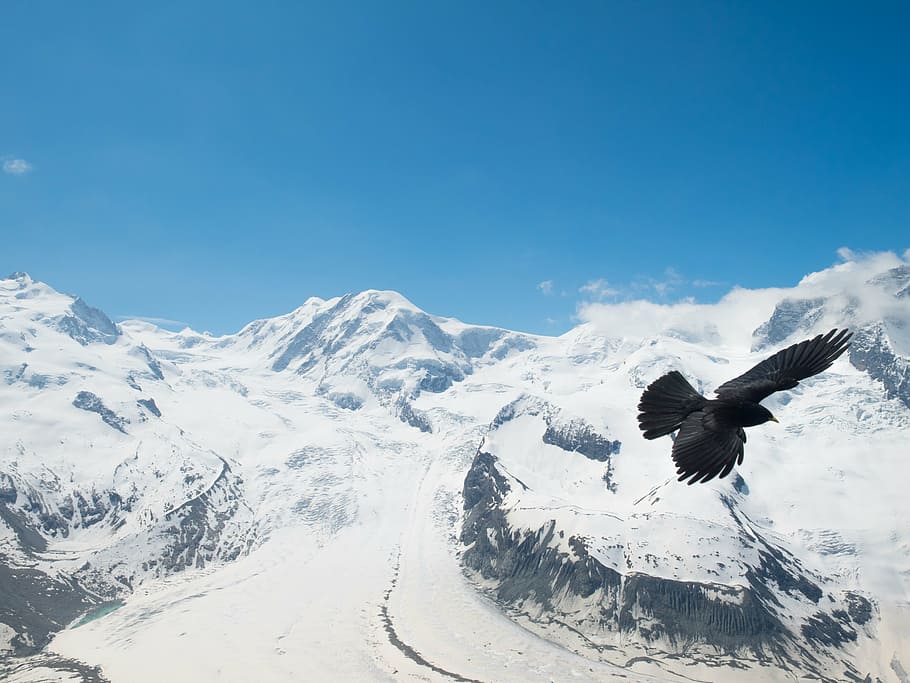 chough, jackdaw, bergdohle, bird, switzerland, valais, mountains, monte rosa, snow, gornergrat, border glacier
