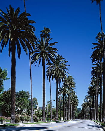 palm trees, daytime, street, beverly hills, bel air, los angeles, california, city, town, urban, cityscape