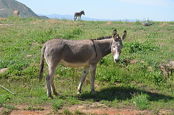 wild burro, grass, animal, field, mammal, farm, nature, pasture, landscape