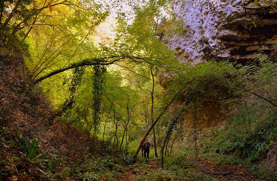 escursione, foresta, val borago, Valle, pista, e5, europeo, Lessinia, montagna, il percorso europeo, Italia