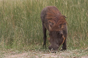 yabandomuzu, siğil, domuz, kırmızı, saç, Afrika, safari, Pumbaa, Aslan Kral, uganda, doğa
