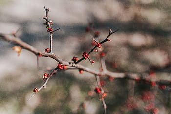 散歩、 秋の森、 秋、 森、 葉、 木、 植物、 丸太、 枝、 自然、 冬