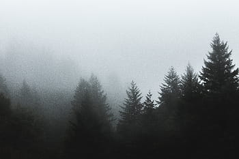 fotografie, stromy, mlha, borovice, les, Příroda, strom, nikdo, krajina, den, venku