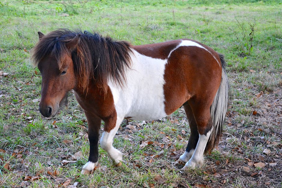 shetland pony, small horse, color walk, nice, pony, promenade, horseback riding, nature, mane, pre, rascally