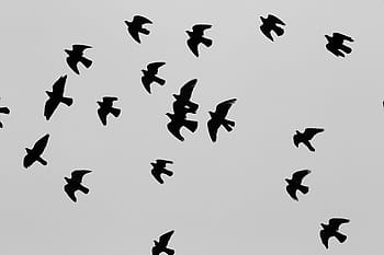 low, angle photo, flock, birds, flying, daytime, silhouette, white, clouds, animals, flight