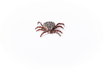 close-up photography, gray, brown, lice wallpaper, detail, tbe, tick-borne encephalitis, meningoencephalitis, fear, contagious, blood