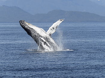 gray, whale, body, water, daytime, natural spectacle, nature, mammal, animal, wildlife, jumping