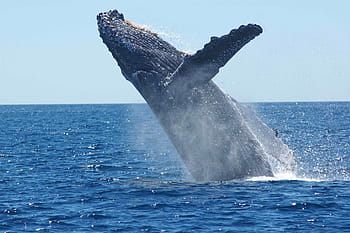 black humpback whale, humpback whale, breaching, jumping, ocean, mammal, animal, sea, swim, marine, cetacean