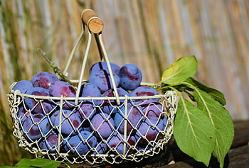 bunch, grapes, white, basket, plums, fruit basket, fruit, violet, fruits, ripe, harvest