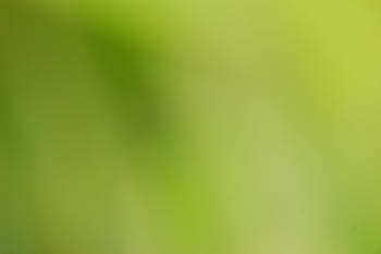 green, blur, background, blurred, color, colour, nature, backgrop, backgrounds, green Color, abstract