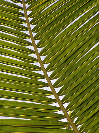 avvicinamento, fotografia, verde, foglia di palma, fronda, foglia, esotico, Palma, fronde di palma, tropicale, clima tropicale