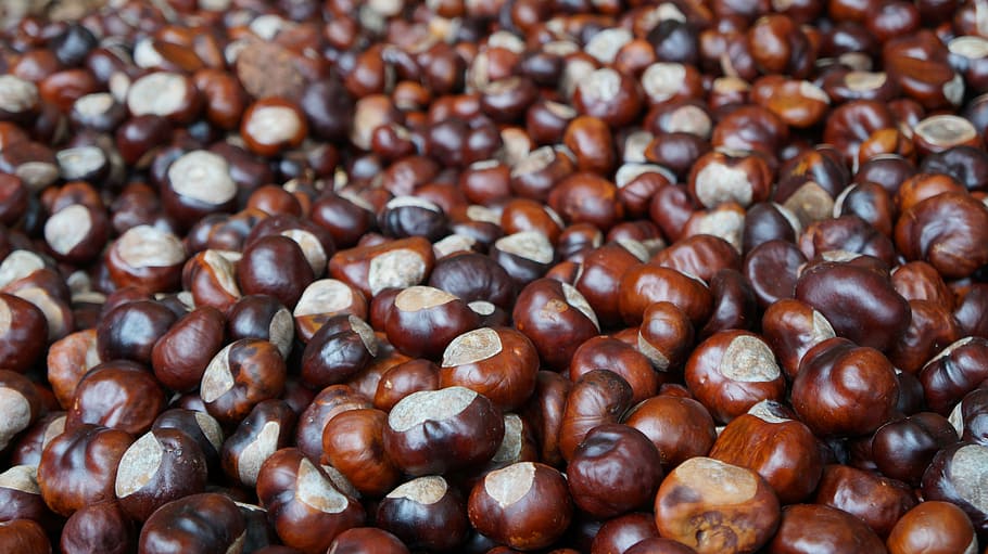 Kaštan, hnědý, podzim, Příroda, dekorace, kaštanové ovoce, fazole, pozadí, detail, semínko, kofein