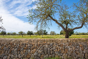 mallorca, Landschaft, llucmajor, Balearen, Steinwand, Baum, Natur, Urlaube, Tourismus