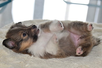 puppy, dog, puppy sleeping on the back, pup, puppy shetland sheepdog, dog portrait, puppy color fawn, female, young bitch phara, dog shetland sheepdog, pet dog
