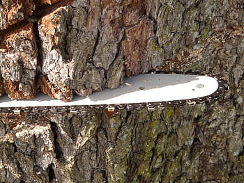 white, black, cutting, brown, tree, daytime, Chainring, Chainsaw, Chain, Wood, saw