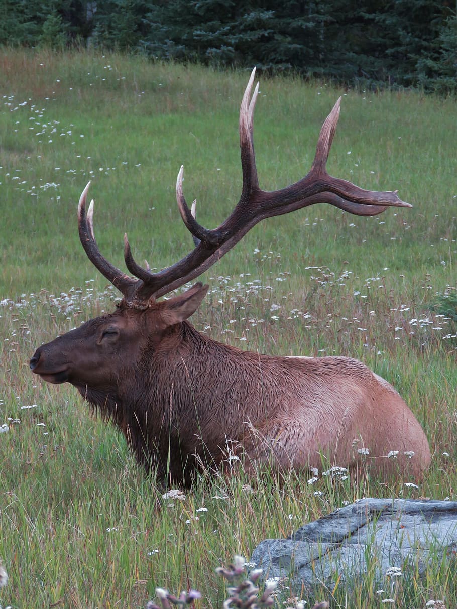Canada, Nature, Animals, Deer, Wapiti, alberta, jasper, antler, animal wildlife, animals in the wild, moose
