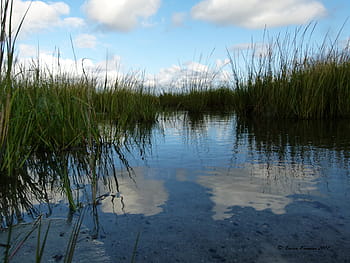 water, marsh, grass, weeds, saltwater, nature, bog, swamp, reflection, wetland, tranquil