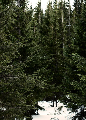 bird-eye, guarda la fotografia, alberi di pino, natura, boschi, foresta, alberi, viaggio, avventura, le foglie, verde