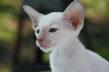 화이트, 고양이 새끼, 근접 사진, 샴 고양이, 고양이, 고양이 아기, 모피, 매력적인, 동물, 육식 동물, 귀엽다