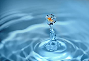 orange, common, goldfish, drop of water, fish, water, swim, drip, water splashes, surreal, fantasy