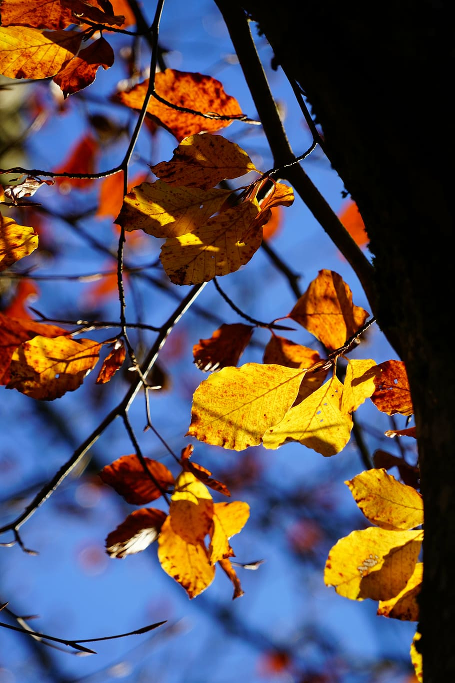 podzim, podzim listí, listy, buk, barva pádu, herbstimprese, bukové listy, žlutá, hnědý, strom