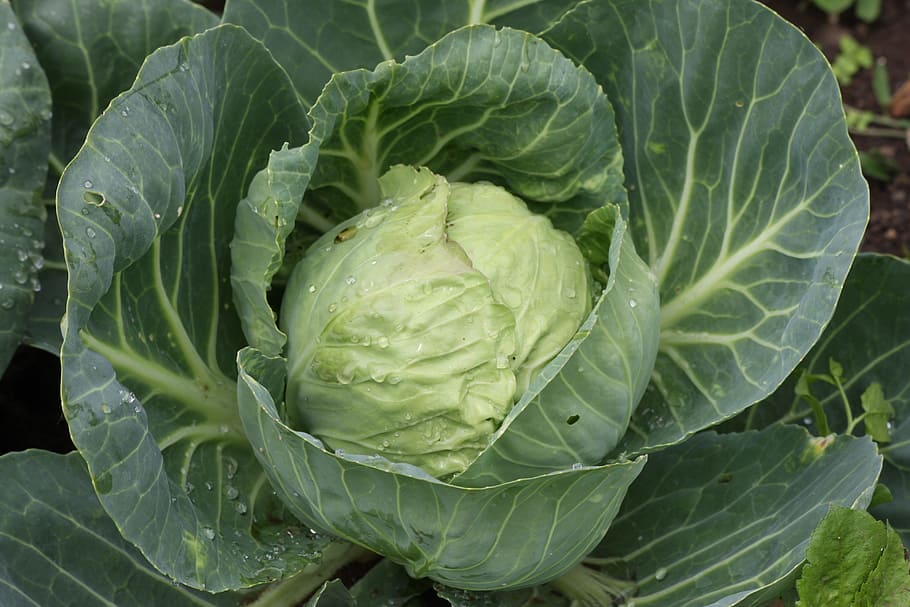 white cabbage, kohl, vegetables, food, cabbage, head cabbage, vegetable growing, healthy, eat, crop, garden