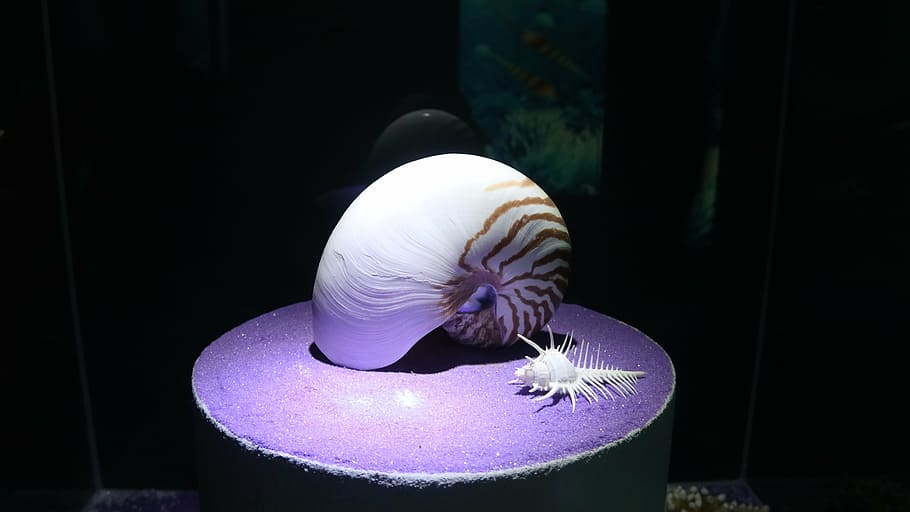 shell, nautilus, námořní, měkkýšů
